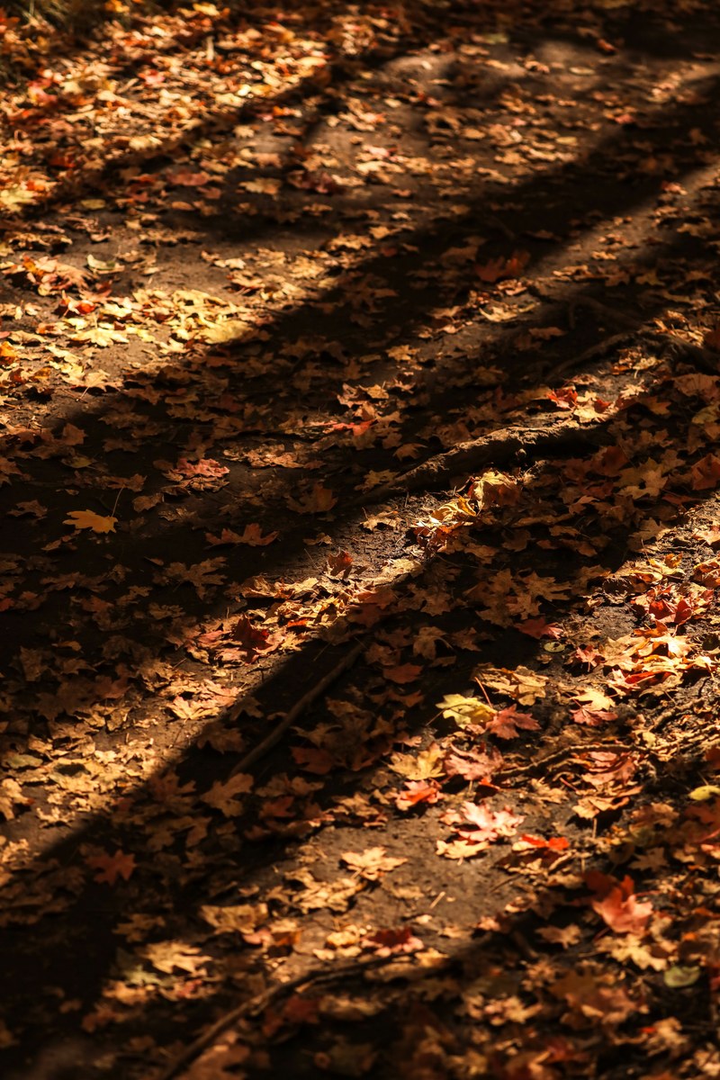 patrick hendry diagonal fall 4k