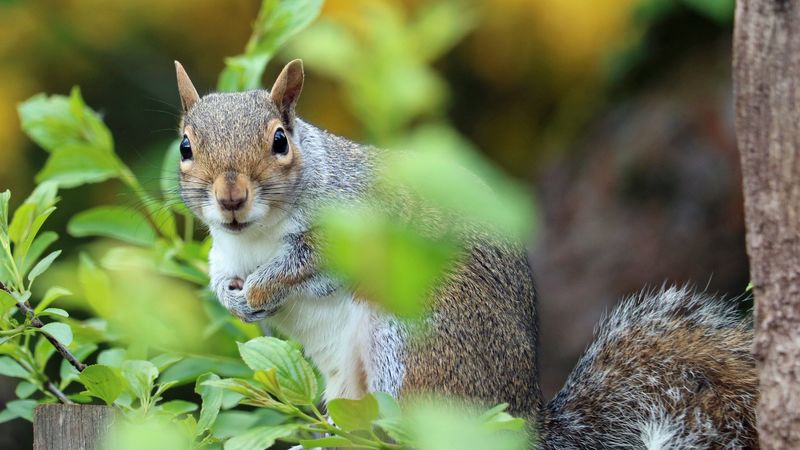 squirrel, animal, foliage, 4k