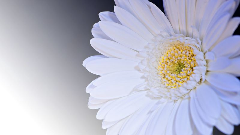 gerbera, flower, petals, white, 4k