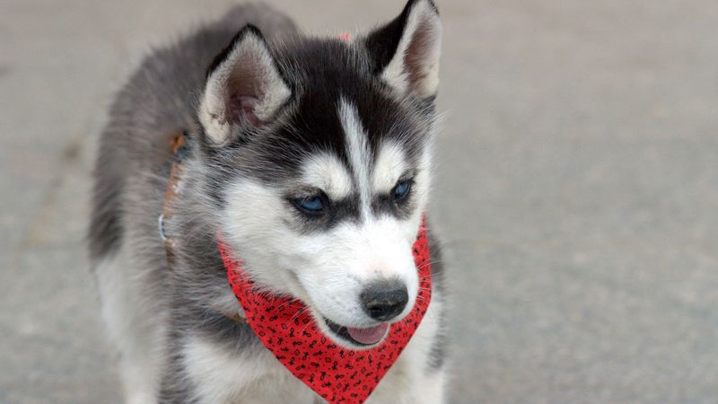 husky, puppy, dog, face, handkerchief, 4k