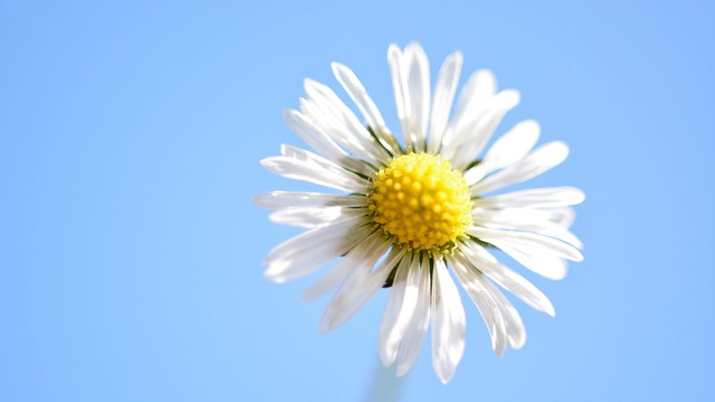 daisy, flower, petals, close-up, 4k