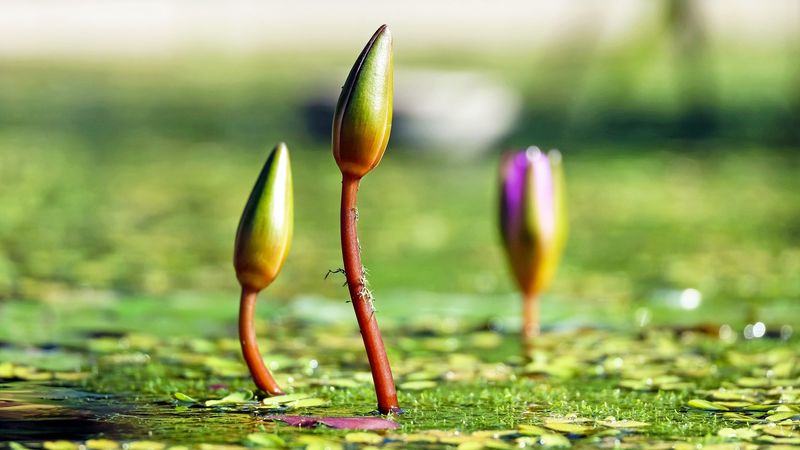 water lilies, plants, flowers, 4k