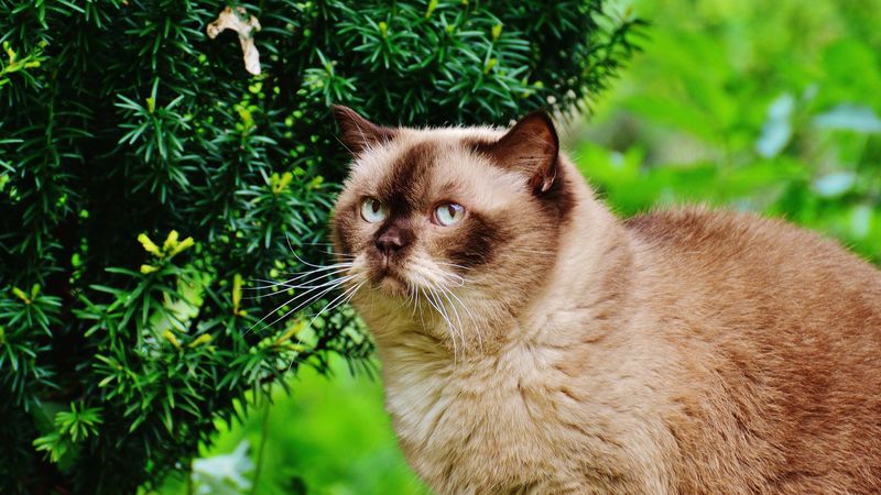 british shorthair cat, cat, branches, 4k