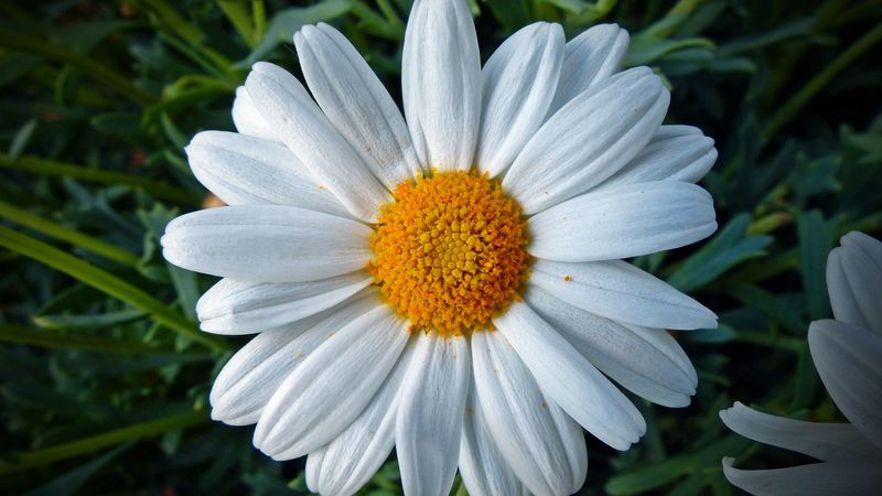 daisy, flower, petals, 4k