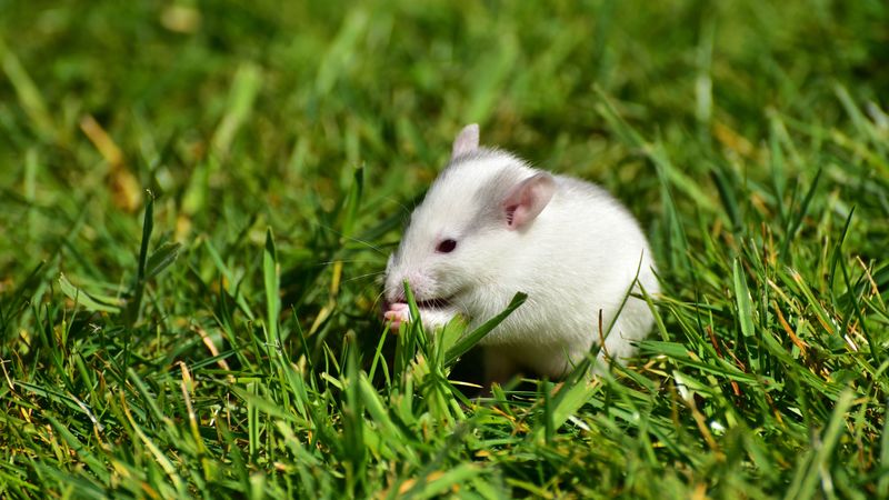 rat, grass, walk, rodent, 4k