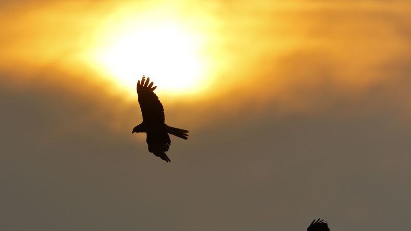 eagle, flight, wings, sun, 4k