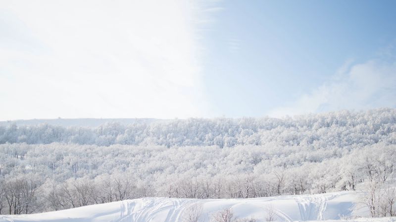 snow, trees, sky, 4k