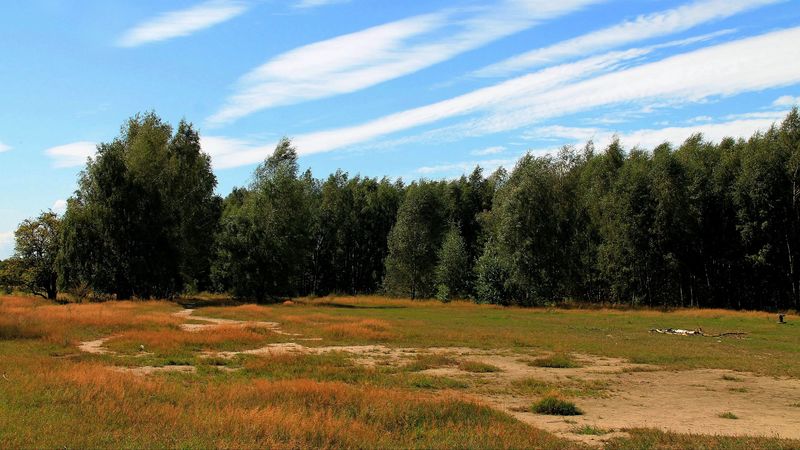 trees, forest, grass, autumn, 4k