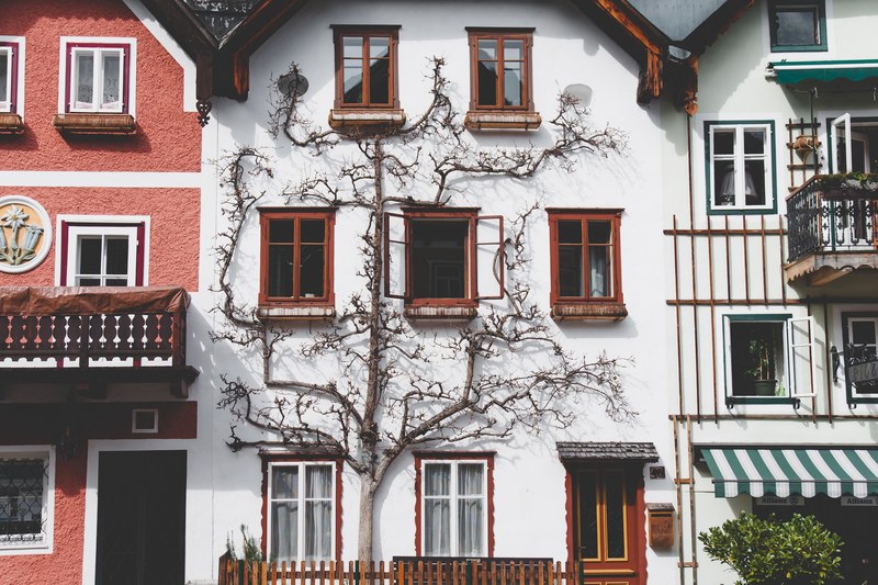 row of three pink and white row houses with vines growing up the middle house, tree 4k