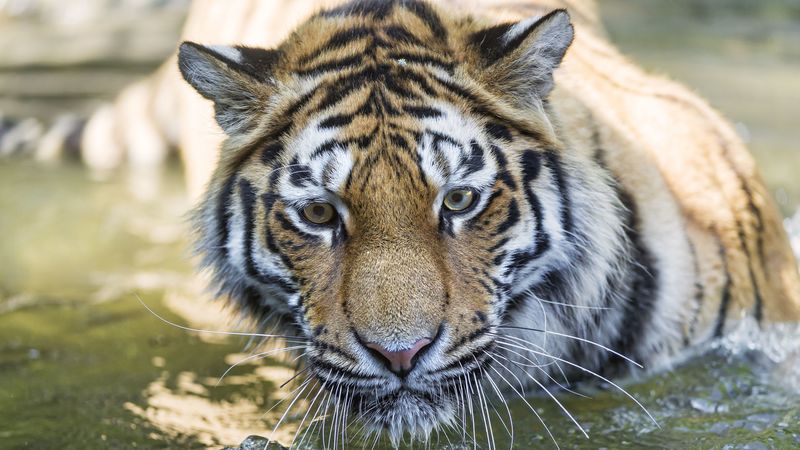 tiger, predator, muzzle, eyes, big cat, 4k