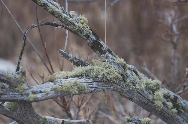 green canada wilderness and explore 4k