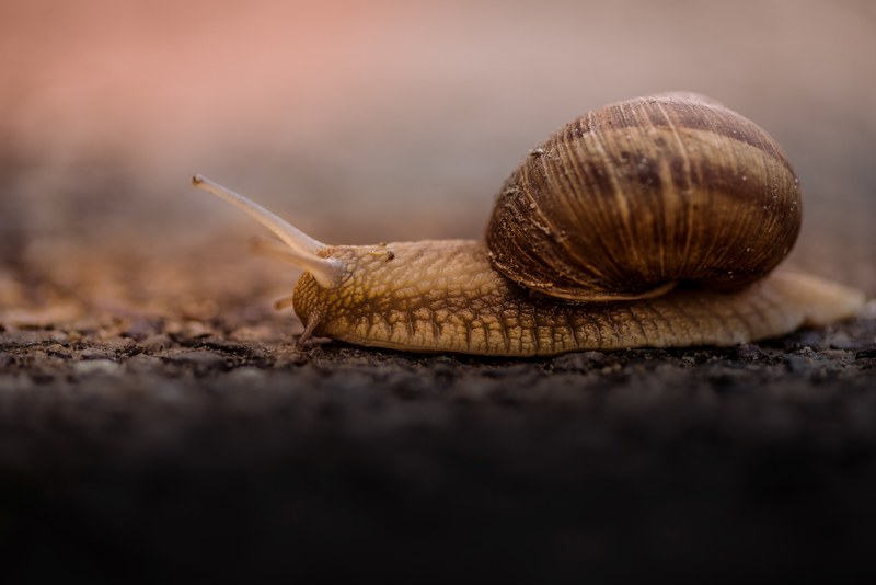 brown snail in its shell slowly inches across the asphalt, life off screen 4k