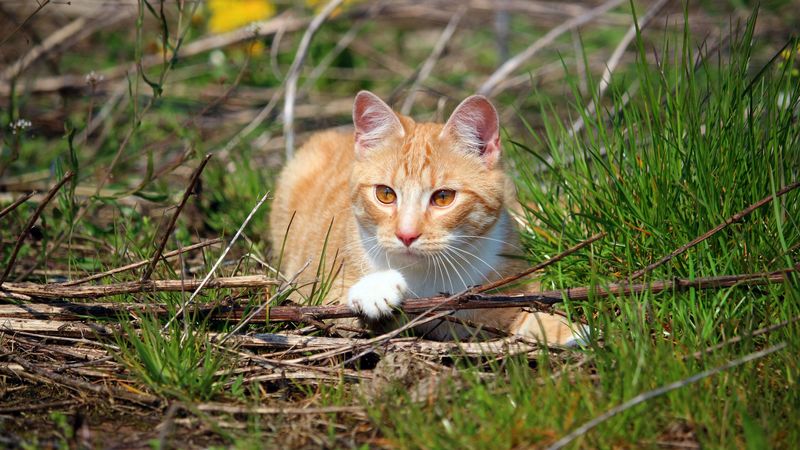 cat, grass, playful, lying, 4k
