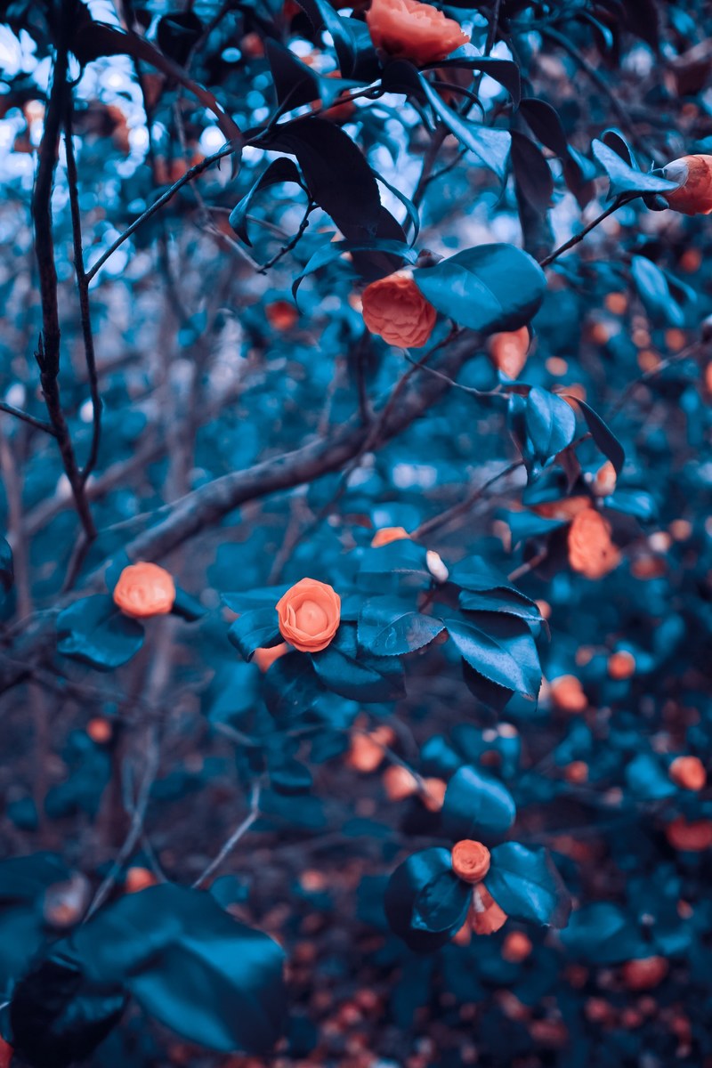 roses 4k