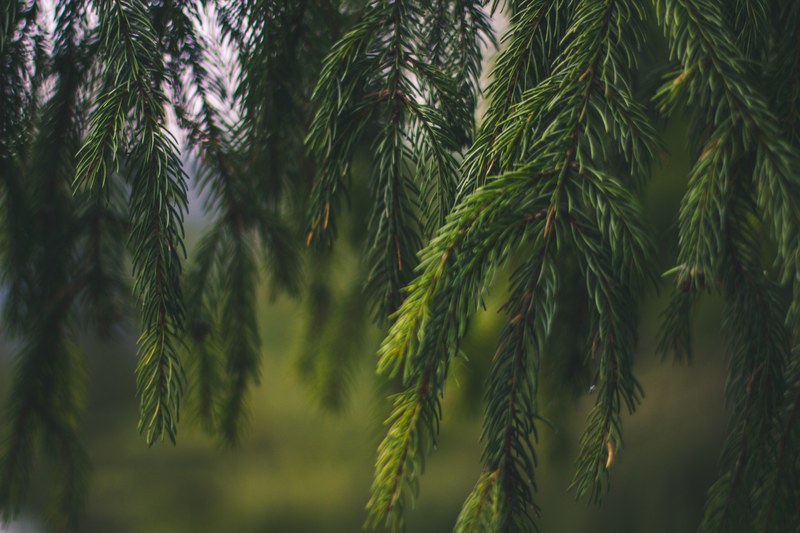 tree foliage green and woodland 4k