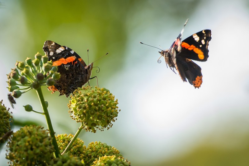 two orange and black butterflies on a flower, _two black orange butterflies 4k