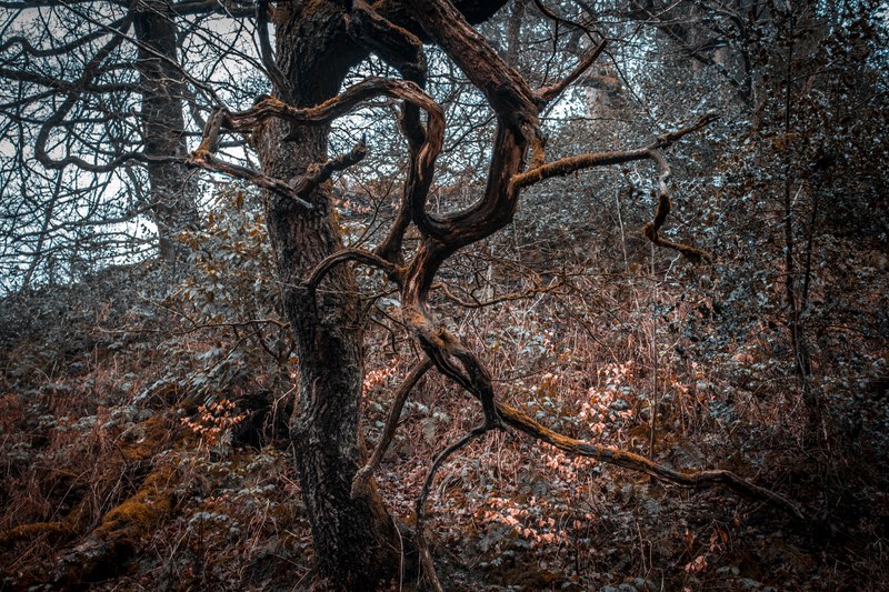 the mystery forest 4k