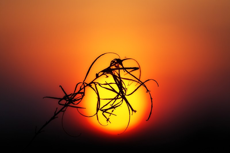 bokeh blur grass and silhouette 4k
