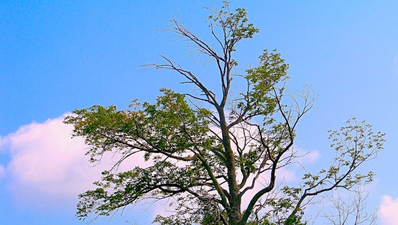 tree along the niagara river bank towards n_ falls 4k