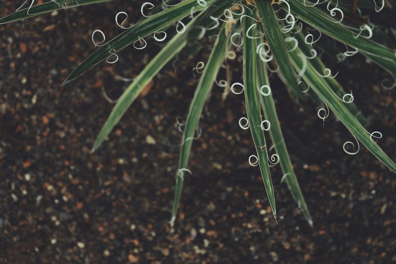 botanical plant greenhouse and leafe 4k
