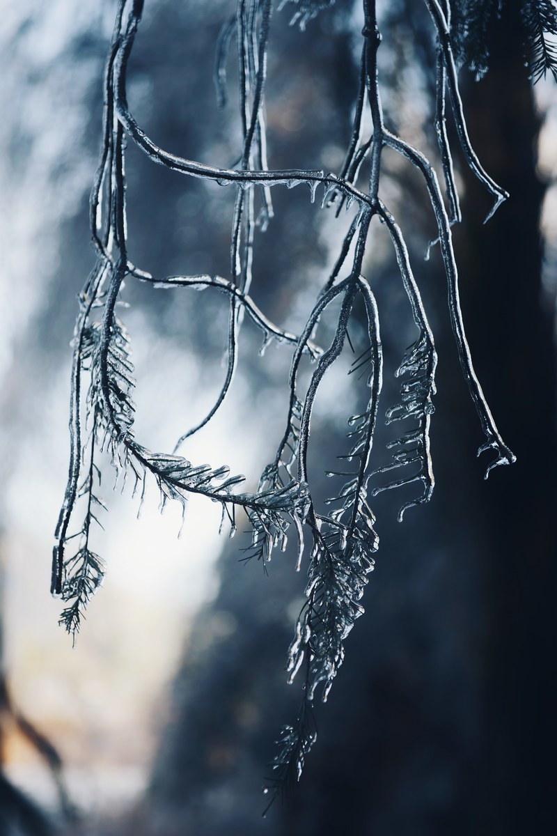 ice frozen wet branch and foliage hd, 4k