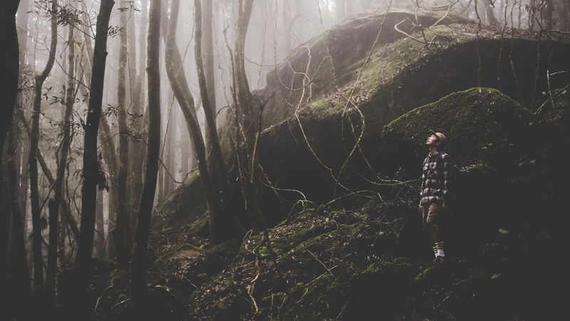 a male hiker looks up while standing on mossy rocks in a fog shrouded forest, hiker looking at the treetops 4k