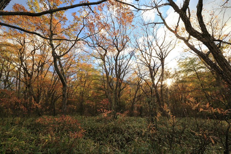 branch wood outdoor and tree 4k
