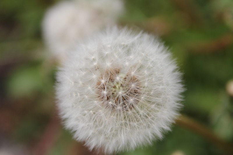 herb plant dandelion and leaf 4k
