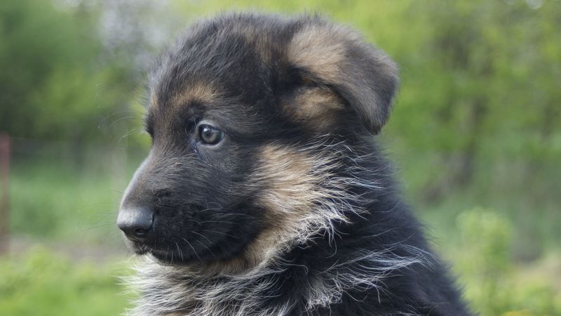 german shepherd, dog, puppy, muzzle, 4k