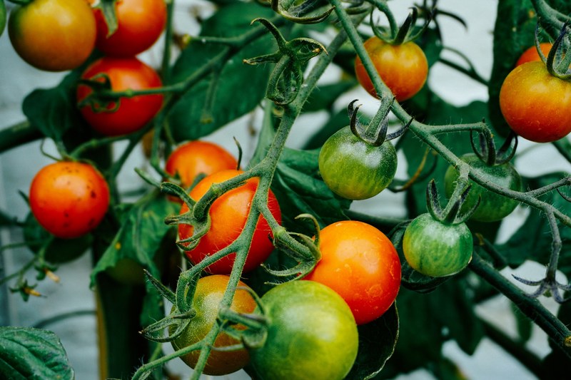 fresh tomatoes growing on the vine, tomatoes on the vine 4k