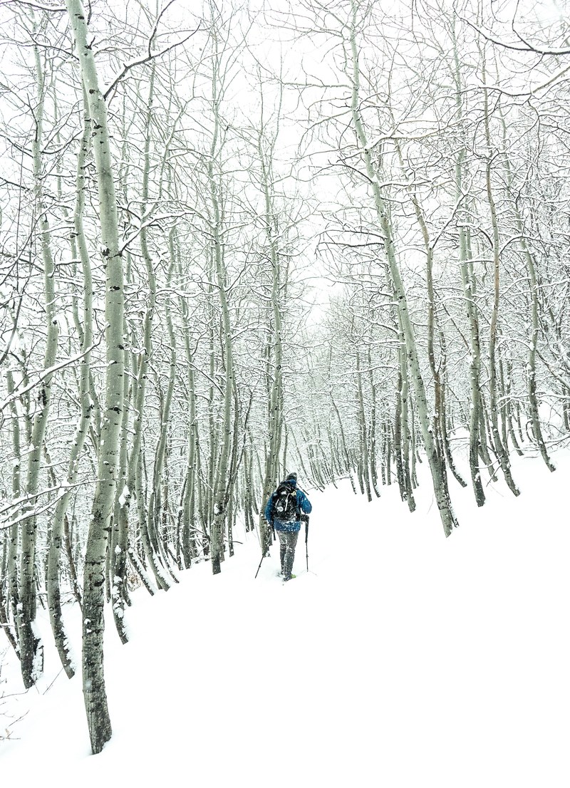 blizzard aspen tree and outdoor hd, 4k