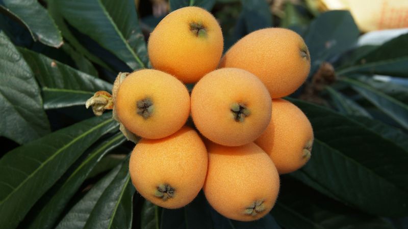 loquat, chinese plum, fruit, twig, 4k