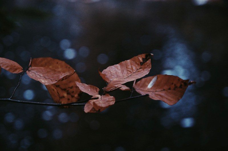 leaf leaves branch and bokeh 4k