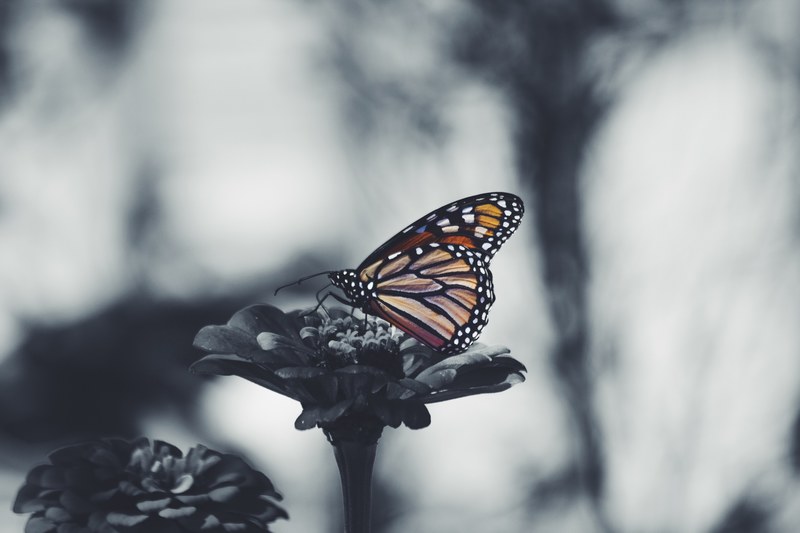a desaturated shot of a monarch butterfly sitting on a flower, colorful butterfly on gray flower 4k