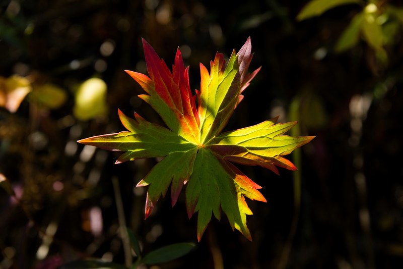 patrick hendry transition leaf 4k