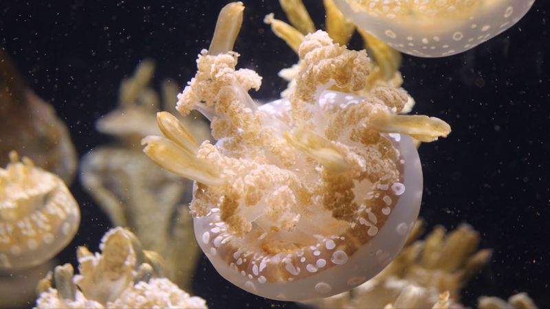 jellyfish, ocean, underwater world, 4k