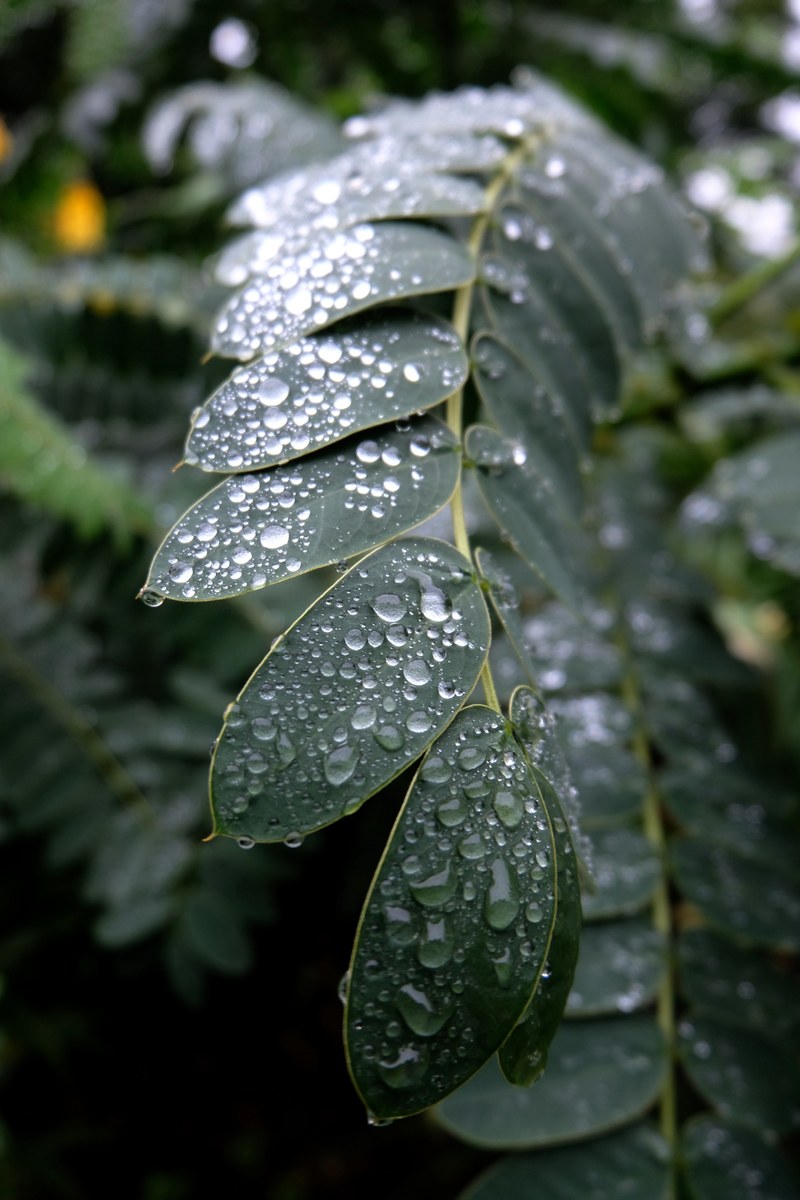 nature rain drop raindrop and drop hd, 4k