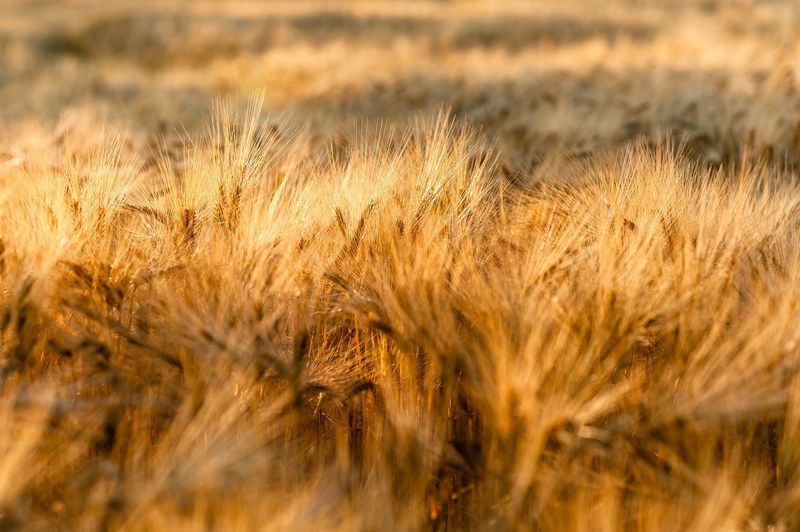 wheat field 4k