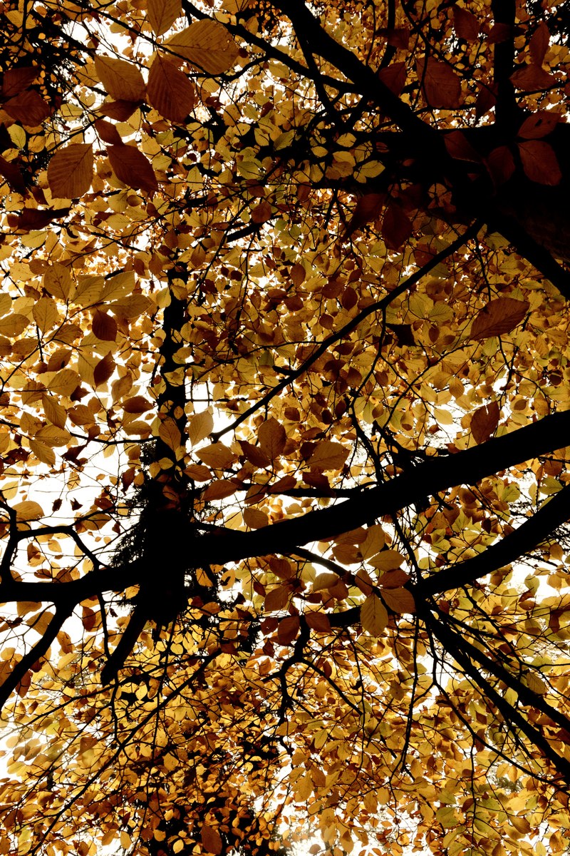 leaf yellow tree and fall hd, 4k