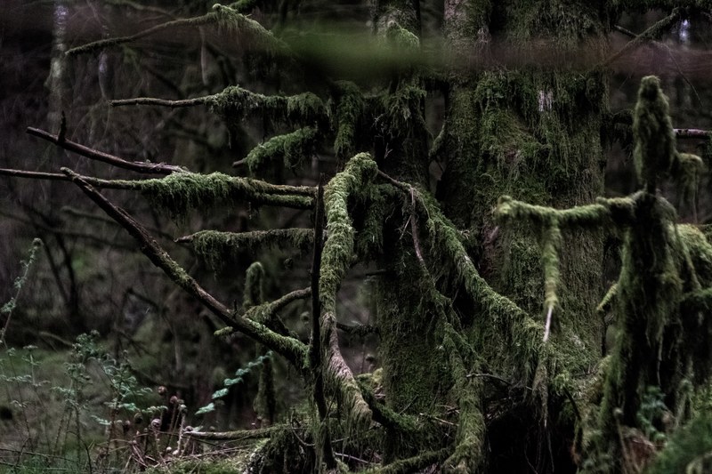 tree forest nature and moss 4k