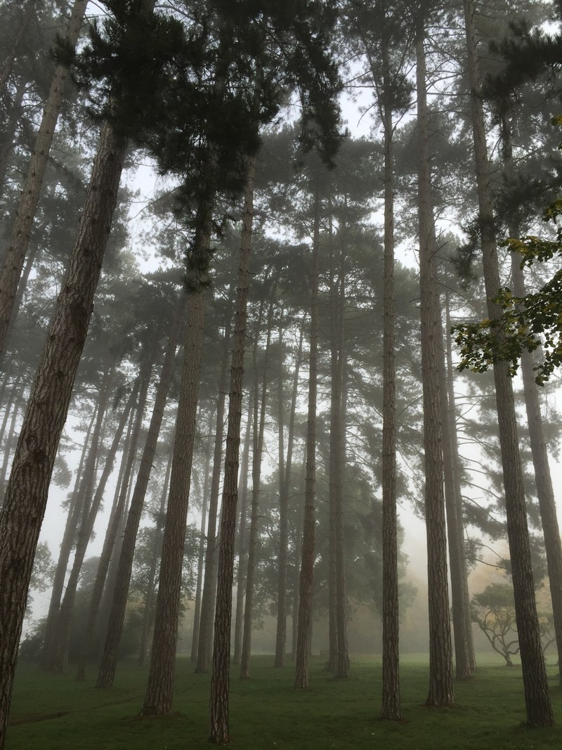 tree forest fog and mist hd, 4k