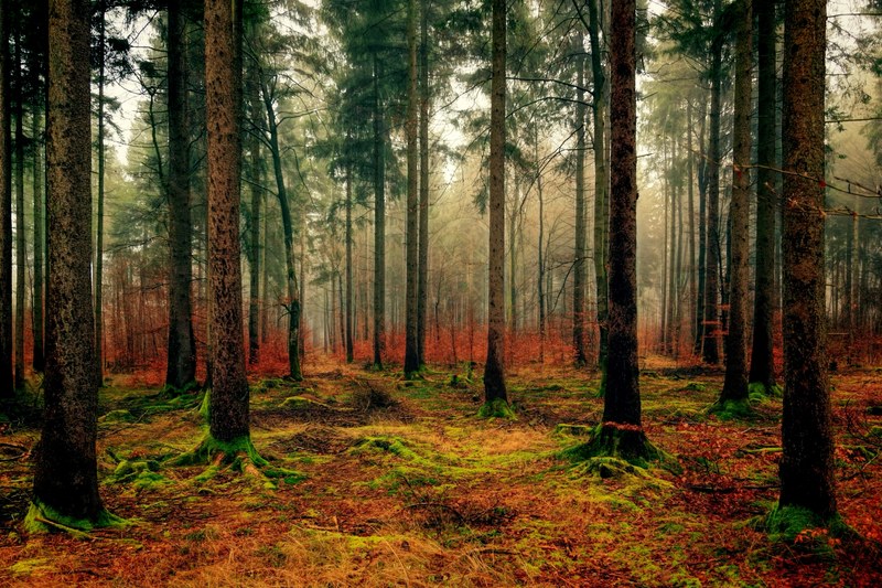 wood grass landscape and foggy 4k