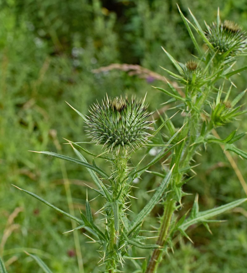 common thistle bud 4k