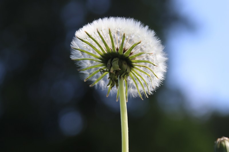 botany flora growth and garden 4k