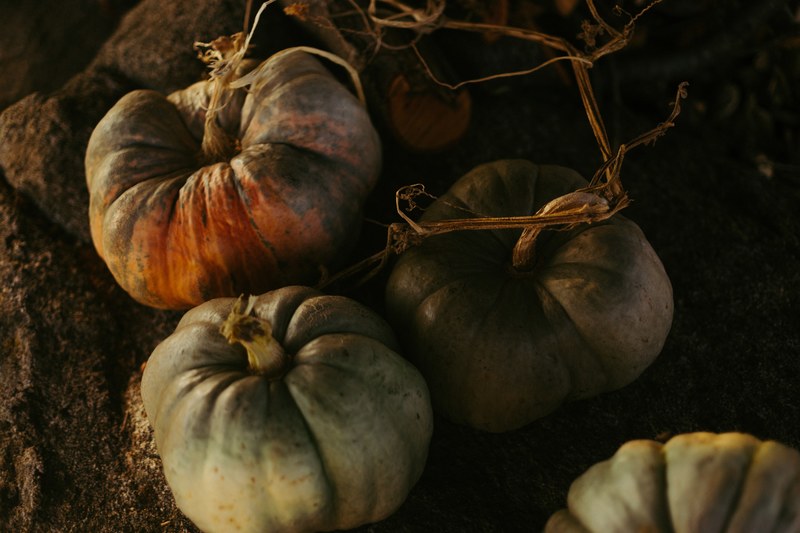 fall gourds from above 4k