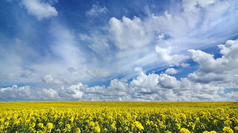 field, flowers, horizon, 4k