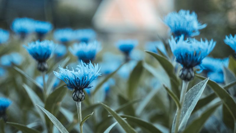 flowers, field, flower buds, 4k