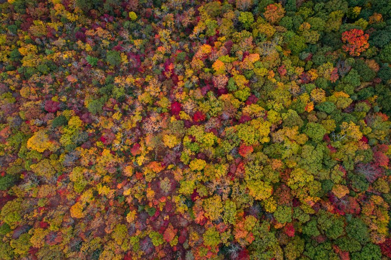 season autumn leaf and fall 4k