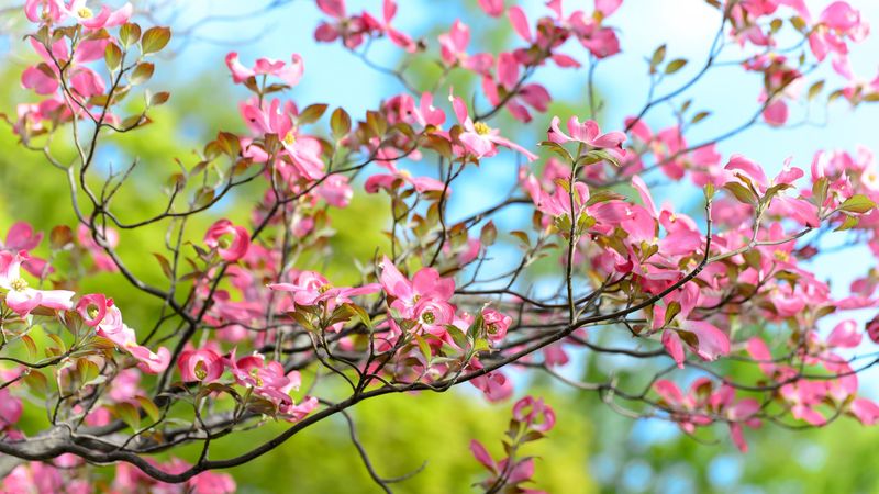 tree, flower, bloom, branch, 4k