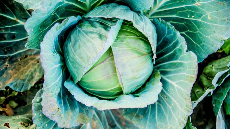 cabbage, head out, vegetable, 4k